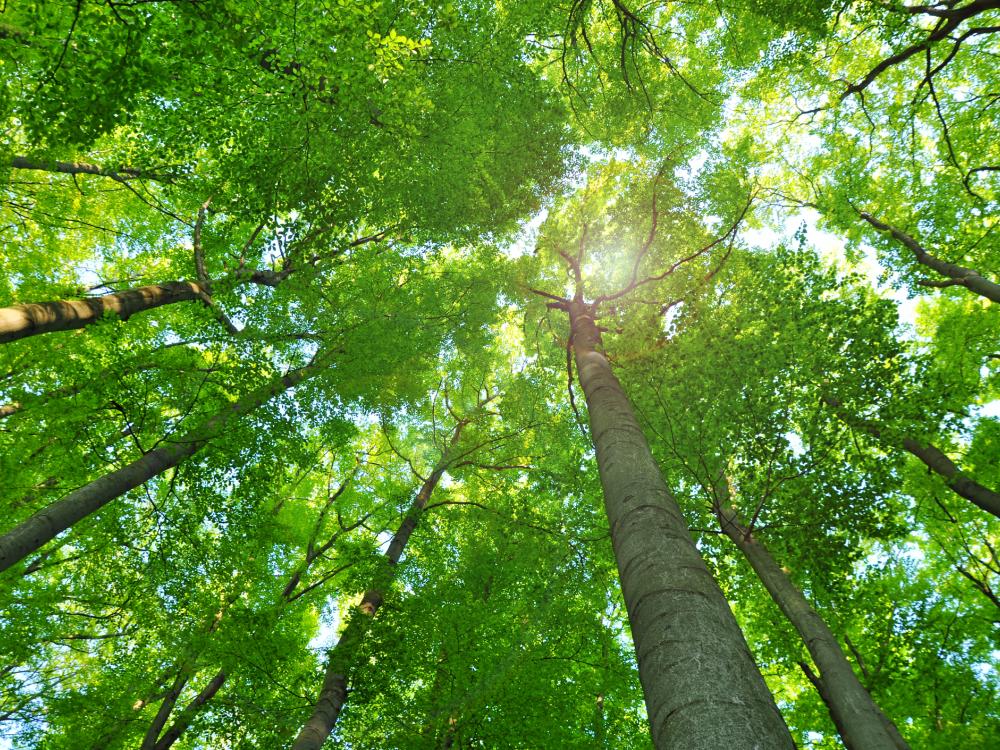 trees
